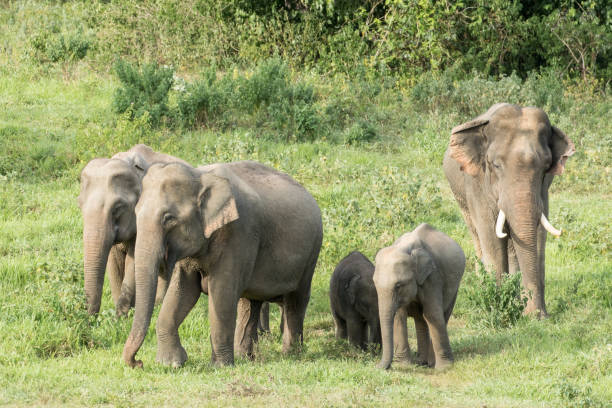 istock Asiatic Elephant is big five animal in asia 926073790