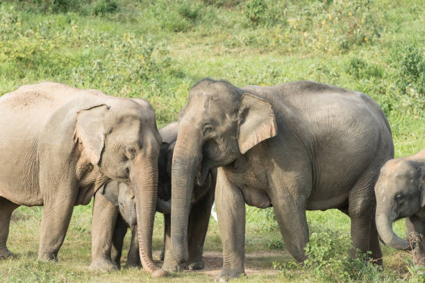 istock Asiatic Elephant is big five animal in asia 926073964