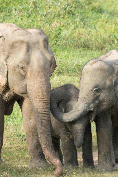 istock Asiatic Elephant is big five animal in asia 926077238