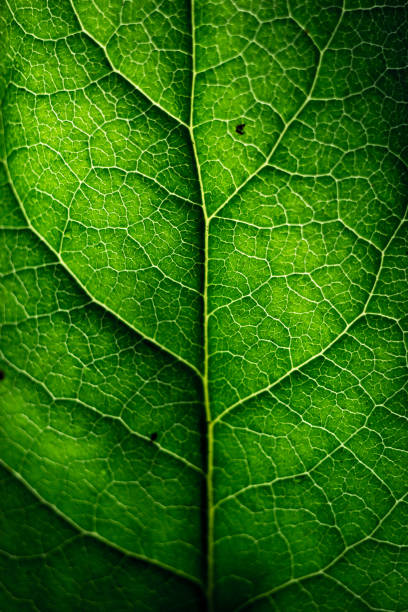 istock Up-Close Texture of Autumn Leaves 926077724