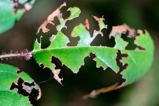 istock Up-Close Texture of Autumn Leaves 926077786