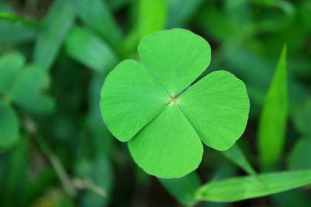 Close-up of Four-leaf Water Clover or Clover Fern, Selective Focus and Blurred Background Close-up of Four-leaf Water Clover or Clover Fern, Selective Focus and Blurred Background marsileaceae stock pictures, royalty-free photos & images