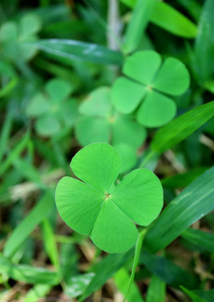 Vertical Photo of Four-leaf Clover Fern Plants, Blurred Background, Vertical Photo Vertical Photo of Four-leaf Clover Fern Plants, Blurred Background, Vertical Photo marsileaceae stock pictures, royalty-free photos & images