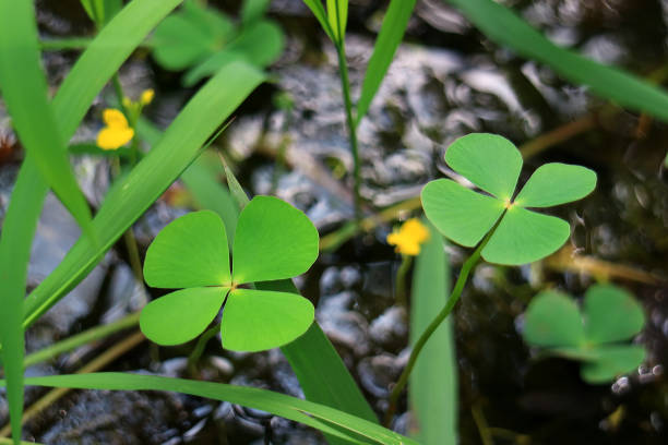 Pair of Four-leaf Clover Fern Plants in the Field, Blurred Background, Vertical Photo Pair of Four-leaf Clover Fern Plants in the Field, Blurred Background, Vertical Photo marsileaceae stock pictures, royalty-free photos & images