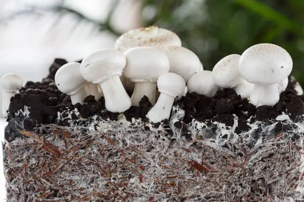 Homemade mushrooms and mycelium, champignon. Mushrooms growing.