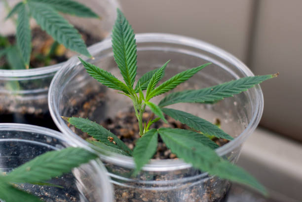 istock Cannabis indica marijuana cloned cutting rooting in soil 926082256