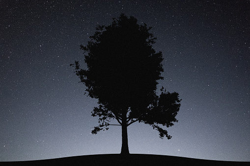 Wonderful rural scene of lonely maple tree under the stellar night sky