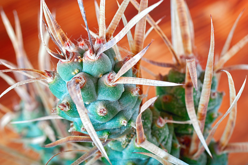 Cactus with paper-like spines, macro. Unusual cactus Tephrocactus articulatus.