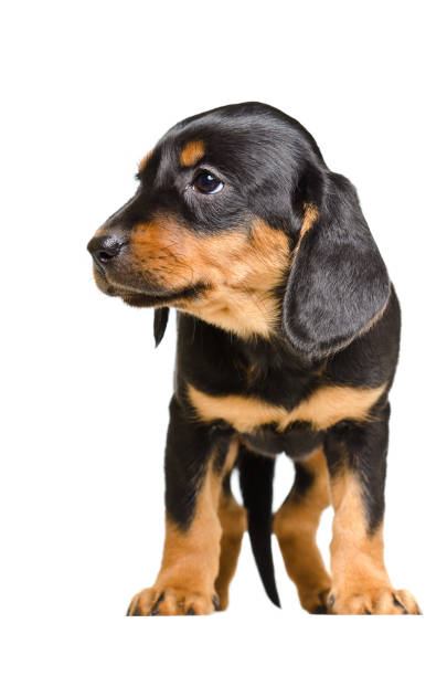 istock Adorable puppy breed Slovakian Hound 926092392