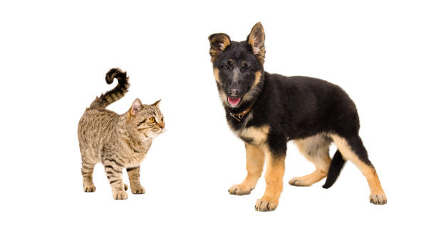 istock German Shepherd puppy and  cat Scottish Straight standing together 926092486