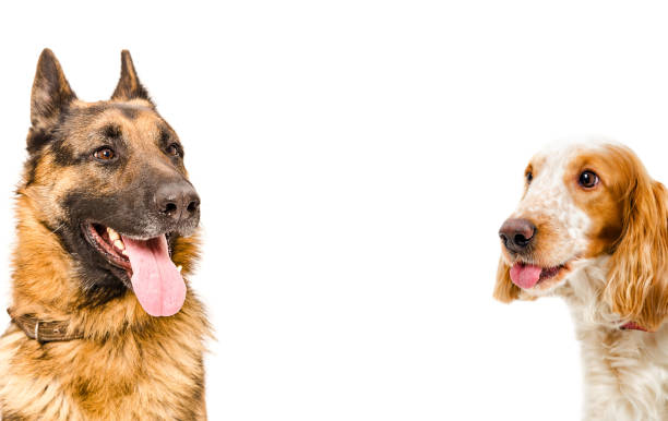 istock Funny portrait of a German Shepherd and Russian spaniel 926092534