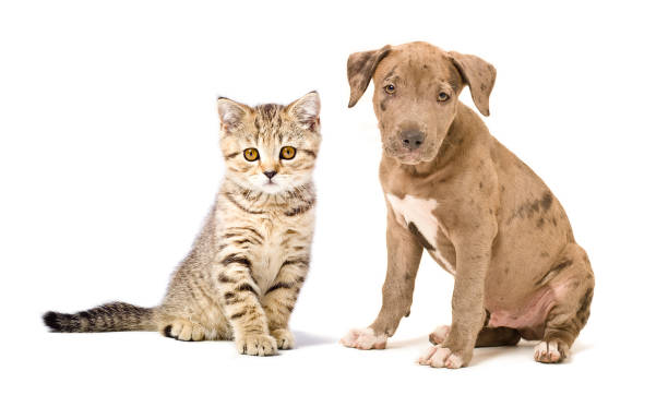 istock Pitbull puppy and kitten Scottish Straight 926092614