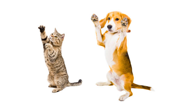 Playful Beagle dog and cat Scottish Straight