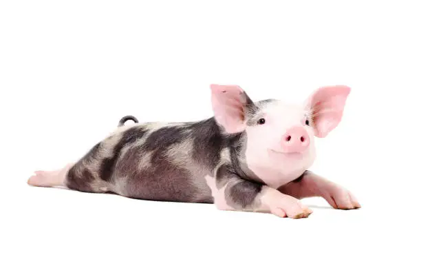 Portrait of a funny little pig, lying with legs outstretched. Isolated on white background