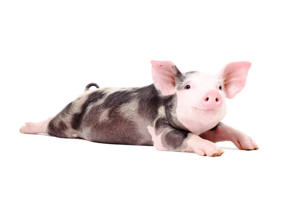 portret zabawnej małej świni, leżącej z wyciągniętymi nogami - pigtails zdjęcia i obrazy z banku zdjęć