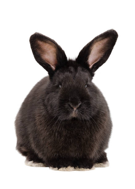 istock Portrait of a cute black rabbit 926092740