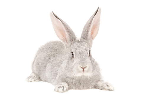 Portrait of a rabbit Isolated on white background