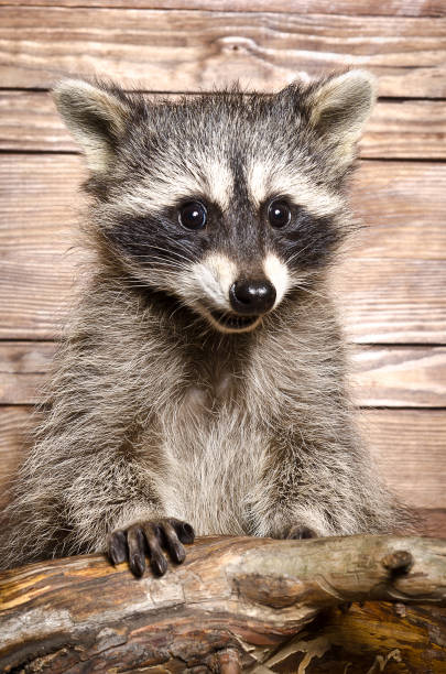 istock Portrait of a raccoon 926092794
