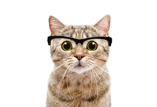 Portrait of a Scottish Straight cat with glasses Isolated on white background