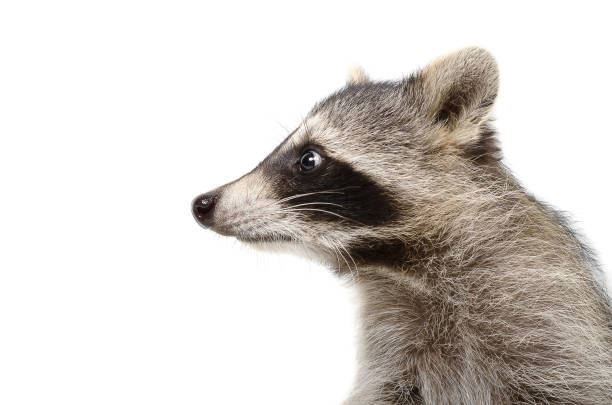 istock Portrait of a raccoon in profile 926092806