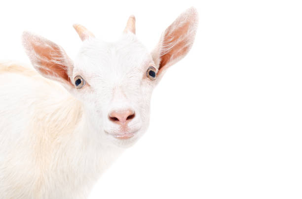 istock Portrait of a young goat closeup 926092822