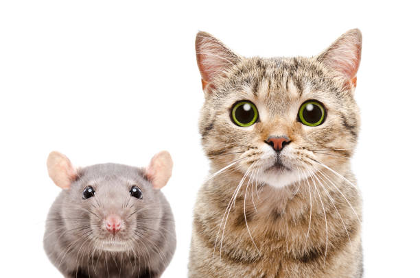portrait d’un chat scottish straight et le rat - rat race photos et images de collection