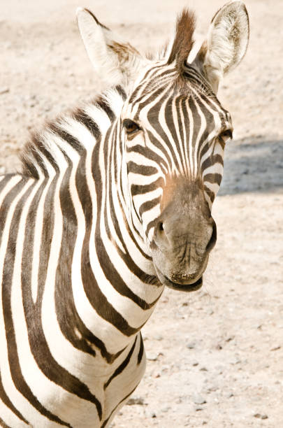 istock Portrait of a zebra 926092840
