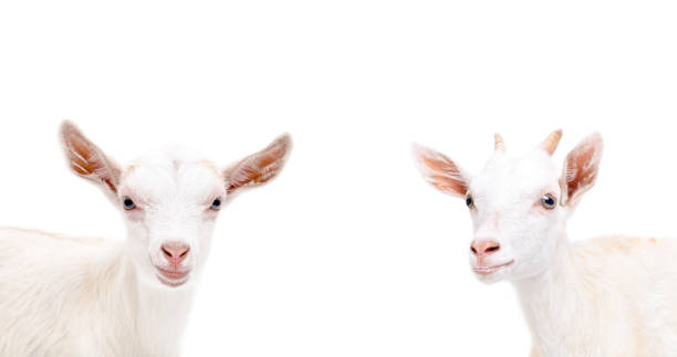 istock Portrait of two cute goat 926092924