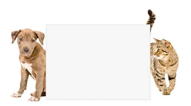 istock Puppy and cat standing behind a banner 926092948