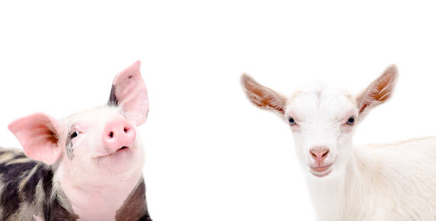 istock Portrait of piglet and goat 926092962