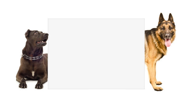 istock Staffordshire terrier and  German shepherd peeking from behind banner 926093006