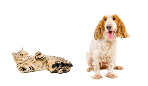 istock Scared cat Scottish Straight and dog breed Russian Spaniel 926093028