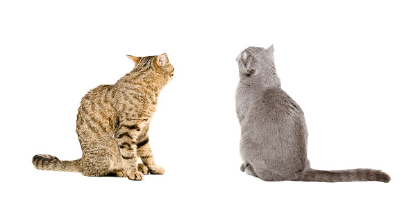 Two cats sitting together, back view. Isolated on white background