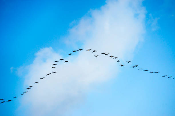 istock Group of Common crane  in the cloudy sky above 926102080