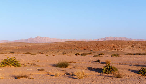 푸른 하늘 가진 나미비아 사막 - savannah africa steppe namibia 뉴스 사진 이미지