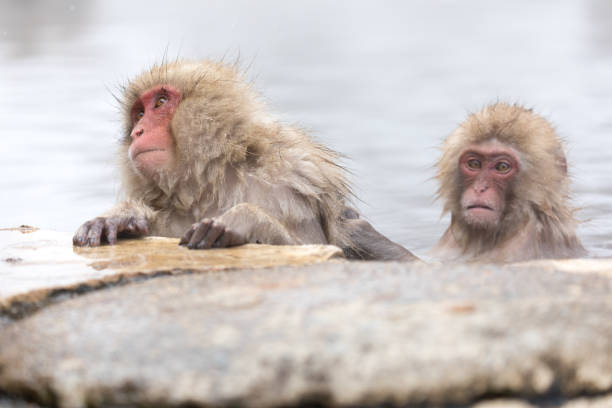 istock Japanese snow monkey in hot springs. 926105320