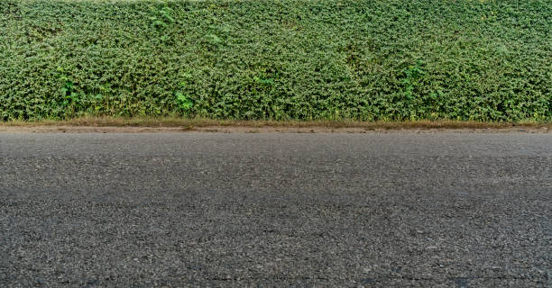 istock Green hedge fence 926109184