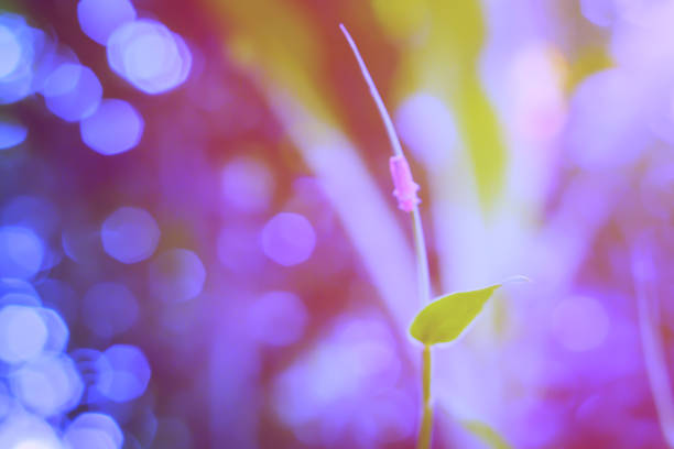 soft focus  spring of green leaves  with blue bokeh  relax nature photo background
