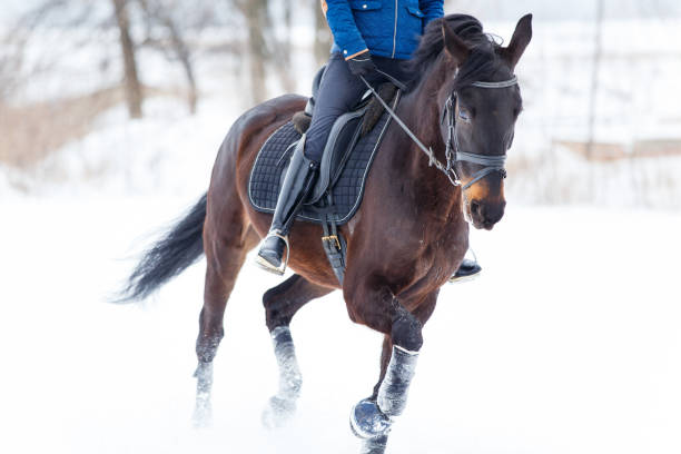 istock Bay horse with rider galloping on winter field 926112702