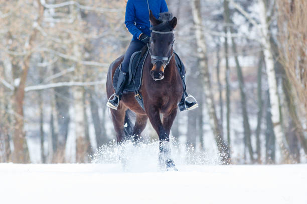 Bay horse with rider galloping on winter field Bay horse with female rider galloping on winter field. Equestrian concept image restraint muzzle photos stock pictures, royalty-free photos & images