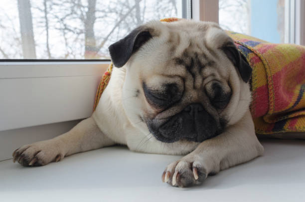 istock dog breed pug laying at window-sill 926113894