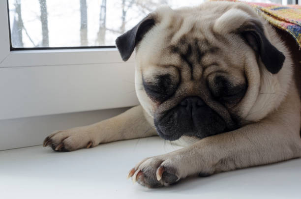 istock dog breed pug laying at window-sill 926114054