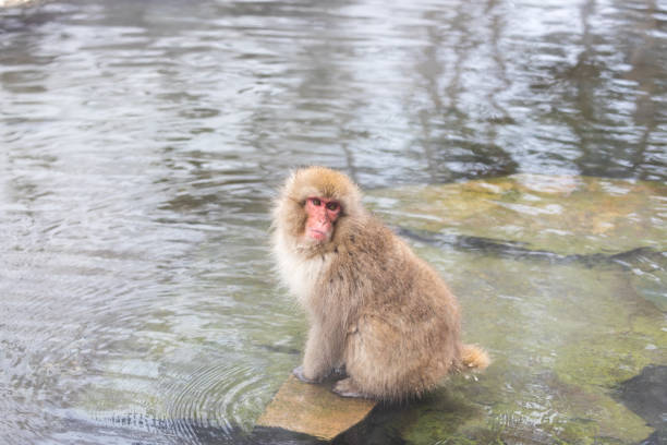 single Rhesus macaque monkey (Macaca mulatta) neck deep swimming in water looking for food mangroves in the Sundarbans near Kolkata, India