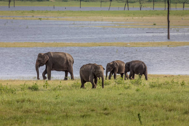 istock Herd of elephants on grassland 926117434