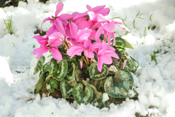 cyclamen in snow cyclamen plant and flowers showing up in snow cyclamen stock pictures, royalty-free photos & images