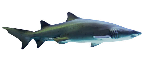 istock Shark isolated on white background. Beautiful toothy predator. horizontal image. 926132016