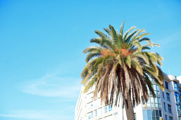 istock A palm tree against the sky. Winter. Barcelona, Spain. 926132036