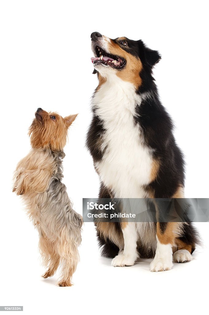 Australian Shepard e Silky Terrier - Royalty-free Animal Foto de stock