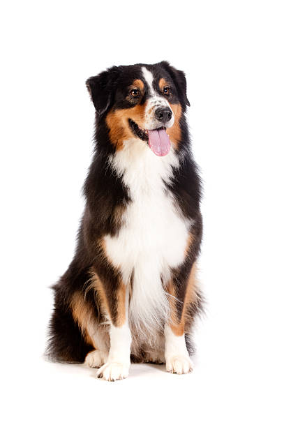 istock Black and Brown Australian Shepard 92613358