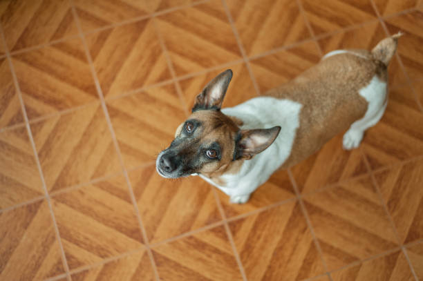 istock Overhead view of a Jack russell at home 926136338
